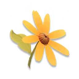 Sunny Daisy