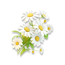 Lunar Daisy
