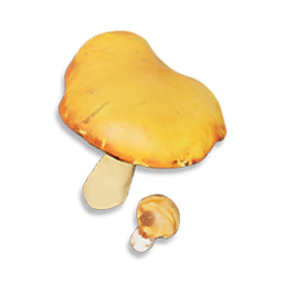 Orange Cap