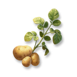 Potato