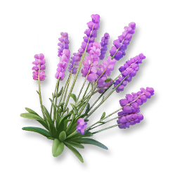 Lavender