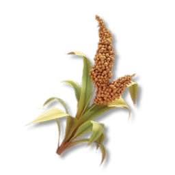 Sorghum