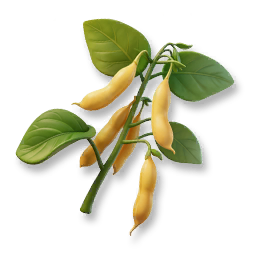 Soybean