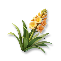 Agave
