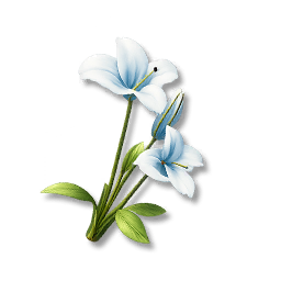 Morning Star Bloom