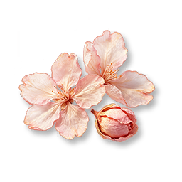 Dried Cherry Blossom