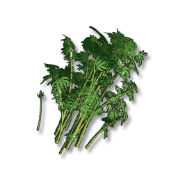 Emerald Bamboo