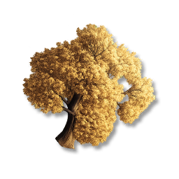 Maple Tree