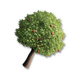 Apple Tree