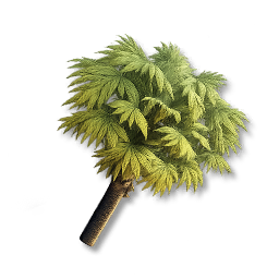 Palm Tree