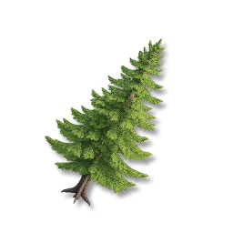 Pine Tree