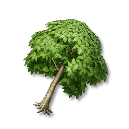Oak