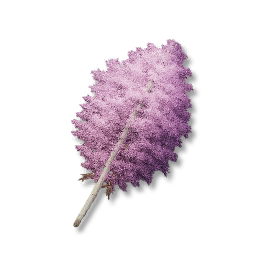 Pinkleaf Birch