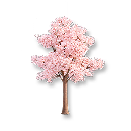 White Trumpet Tree