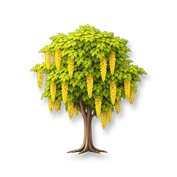 Golden Chain Tree