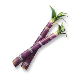 Huge Sugarcane