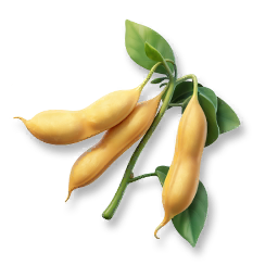 Huge Soybean