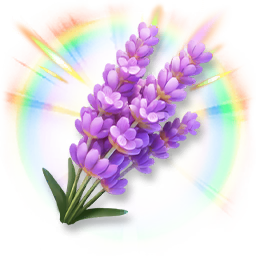 Huge Colorful Lavender