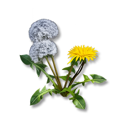 Dandelion