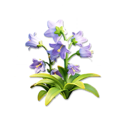 Blue Bellflower