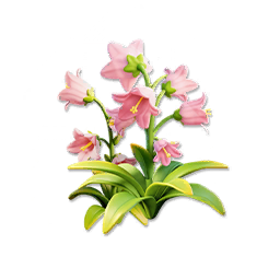 Pink Bellflower