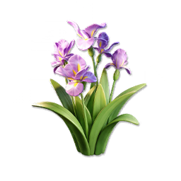 Purple Iris