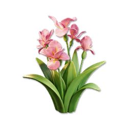 Pink Iris