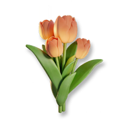 Orange Tulip