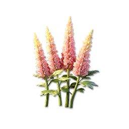 Golden Astilbe