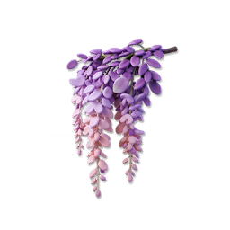 Wisteria