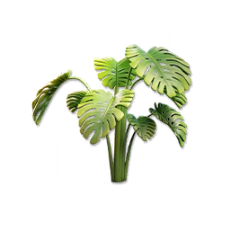Monstera