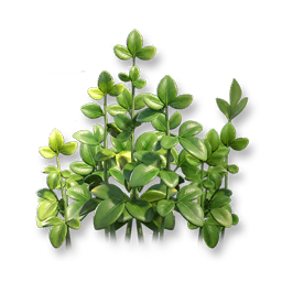 Creeping Fig
