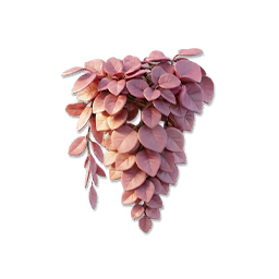 Bougainvillea