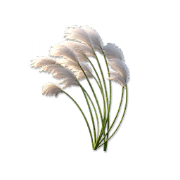 Reed