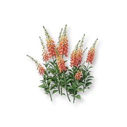 Red Foxglove
