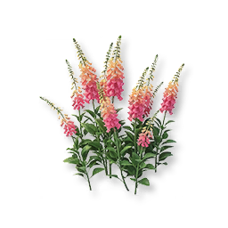 Pink Foxglove