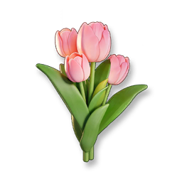 Pink Tulip
