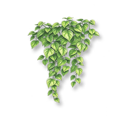 Verdant Boston Ivy II