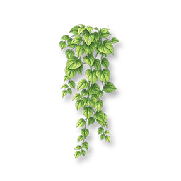 Verdant Boston Ivy V