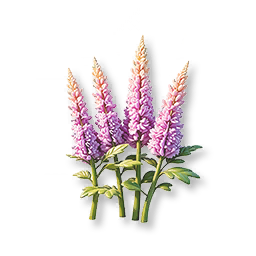 Purple Astilbe