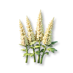 White Astilbe