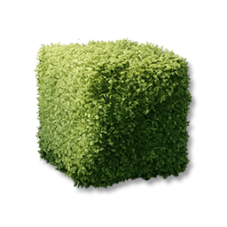 Box Shrubs