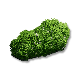 Small-Leaf Shrubs: I