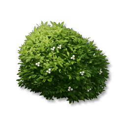 Small-Leaf Shrubs: II