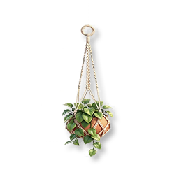 Hanging Pothos
