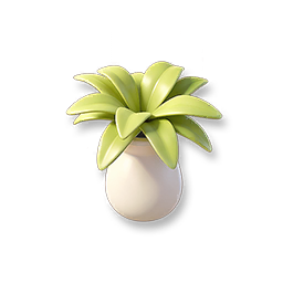 Potted Agave