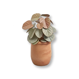 Potted Heartleaf Peperomia