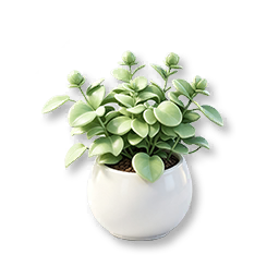 Potted Silver Peperomia
