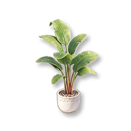 Potted Bird of Paradise
