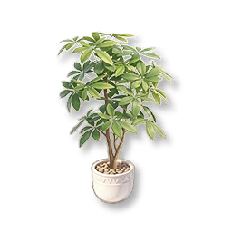 Potted Money Tree
